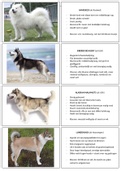 Flashcards van hondenrassen (groep 5)