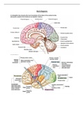 Word document of diagrams of the brain