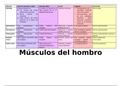 anatomia de musculos 