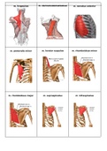 Anatomie flitskaartjes voorkant 