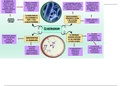 RECOPILACIÓN DE LAS PRINCIPALES BACTERIAS DE INTERÉS MÉDICO 