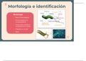 HELICOBACTER PYLORI - LISTERIA 