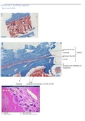 Histologie & Histopathologie: Lymfoïde organen