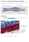 Histologie & Histopathologie: Ademhalingsstelsel, Luchtwegen 