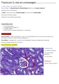 Histologie & Histopathologie: Nier en Urinewegen