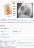 tumores mediastinales