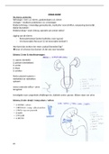 samenvatting urinair stelsel