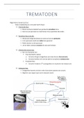 Samenvatting Trematoden Parasitologie