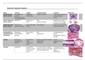 Anatomie van het respiratoire systeem GNK jaar 2 Thema 2