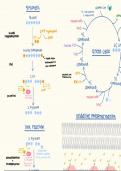 Full cellular respiration diagrams