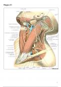 Voorbereiding - Anatomie dissecties