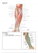 Voorbereiding "Regio B" -  Anatomie dissecties