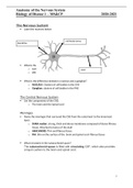 Anatomy of the nervous system 