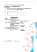 Spinal pathways and reflexes