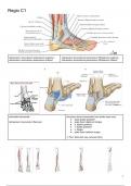 Voorbereiding "Regio C" -  Anatomie dissecties