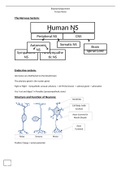 A* A Level Psychology- Biopsychology Notes 