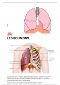 Anatomie des poumons