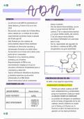 EL ADN (ACIDO DESOXIRIBONUCLEICO)