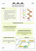 EL ARN (ACIDO RIBONUCLEICO)