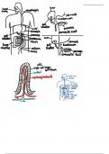 Human physiology IB Biology HL