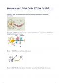 Neurons And Glial Cells STUDY GUIDE