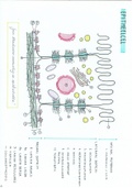 Samenvatting Cel- en weefselleer: Epithelen