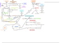 PHY1601 metabolic system mindmap 