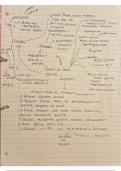 Year 2 lecture notes A level Biology A OCR 