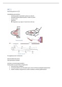 ZHB II samenvatting