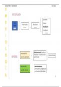 Esquema/resumen de embriología, anatomía, histología y fisiología de Hipotálamo e Hipófisis 