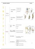 Esquema/resumen de glándulas suprarrenales y gónadas 