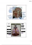 Anatomy and Physiology Respiratory Lab Study Guide