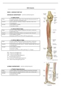 Anatomie samenvatting BOKS 