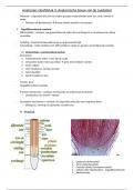 Biologie vakinhoud I.1: De plant en zijn omgeving