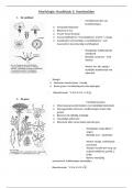 Morfologie hoofdstuk 3: Voorbeelden