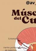 Músculos del cuello