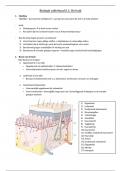 Biologie vakinhoud II.1: De huid