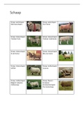 Flashcards schaap- & geitenrassen