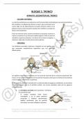 Apuntes Anatomía II Bloque 2 Tronco