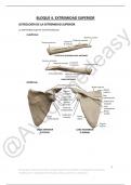 Apuntes Anatomía II Bloque 4 Extremidad superior