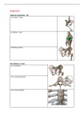 Samenvatting  Anatomie BOKS; Blok C - Levensfasen