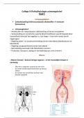 College aantekeningen(Patho)fysiologie urinewegstelsel - Medische en tandheelkundige vakkennis  (3014BA147A)