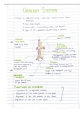 Excretory System 