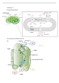 Vorlesung 10: Photosynthese (Licht --& Dunkelreaktion, Plastiden, Kohlenstoff Metabolismus, Phloemtransport