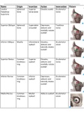 Summary table of attachments, actions and innervation of muscles in the head and neck 