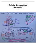 Cellular Respiration Summary Notes