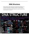 DNA Structure Notes