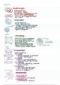 a list of cells in the human body 