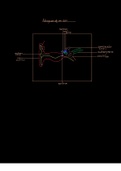 Scientific labelled Diagrams of the Eye and the Ear for grade 11 Life Sciences Students.