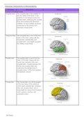 Neuroanatomy: Structural components and features